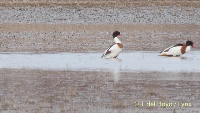 Common Shelduck - ML201418581