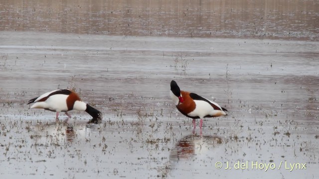 Common Shelduck - ML201418591