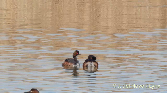 Eared Grebe - ML201418671