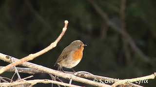  - European Robin