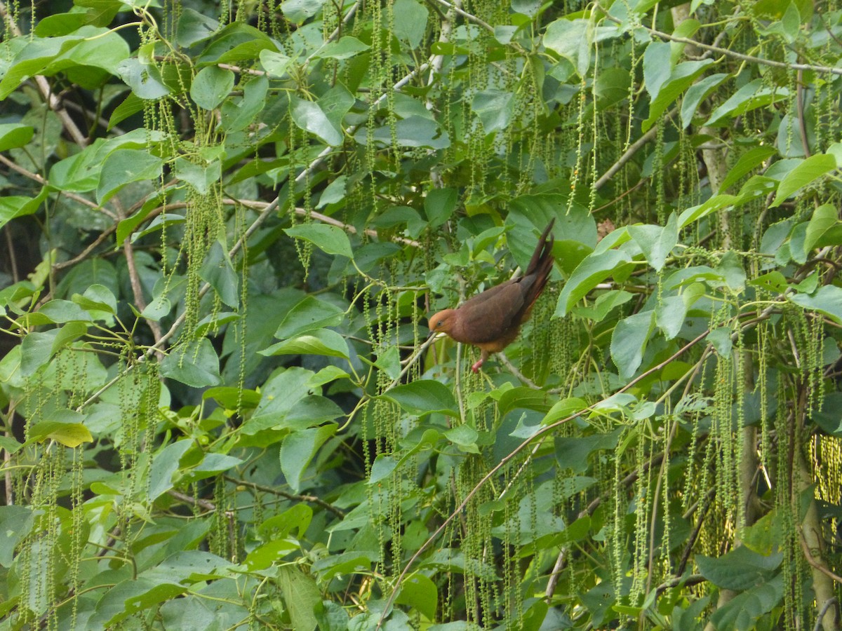Little Cuckoo-Dove - Rohit Chakravarty