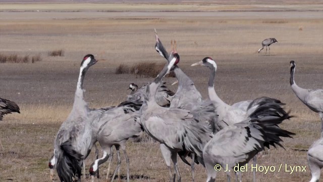 Common Crane - ML201419331