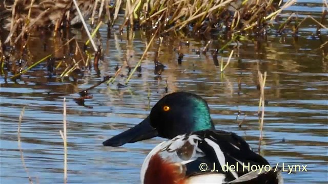 Northern Shoveler - ML201419341