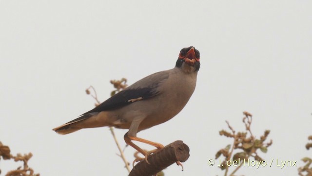 Bank Myna - ML201419381