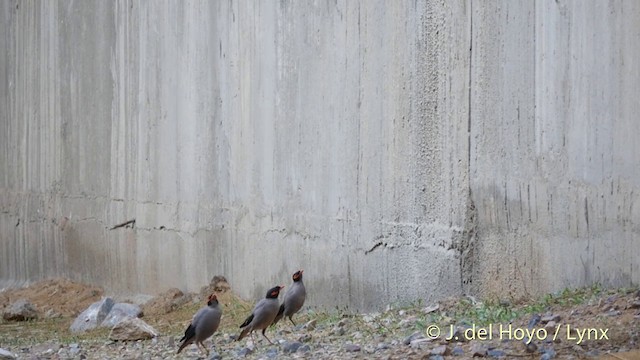 Bank Myna - ML201419461