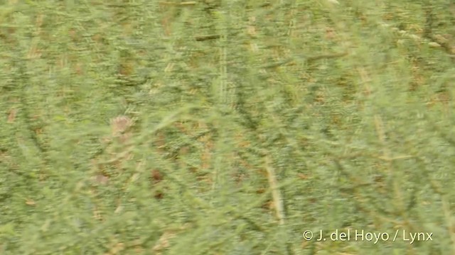 Oriental Skylark - ML201419501
