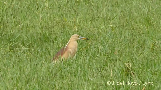 Indian Pond-Heron - ML201419541