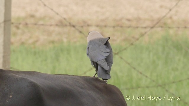 House Crow - ML201419661