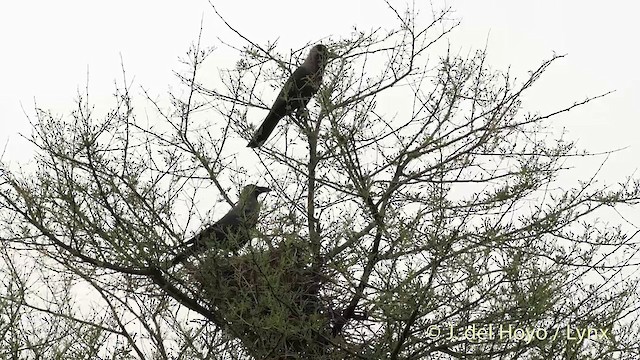 House Crow - ML201419671