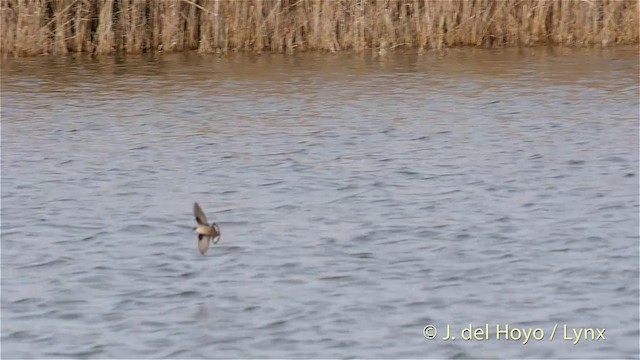 Eurasian Crag-Martin - ML201419971