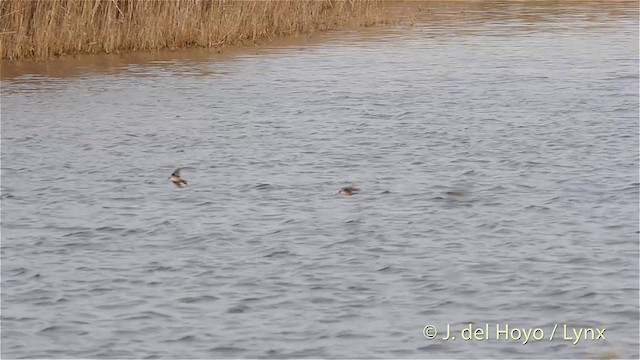 Eurasian Crag-Martin - ML201419981