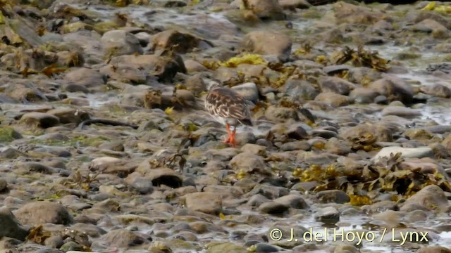 Ruddy Turnstone - ML201420091