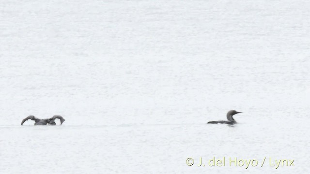 Arctic Loon - ML201420111