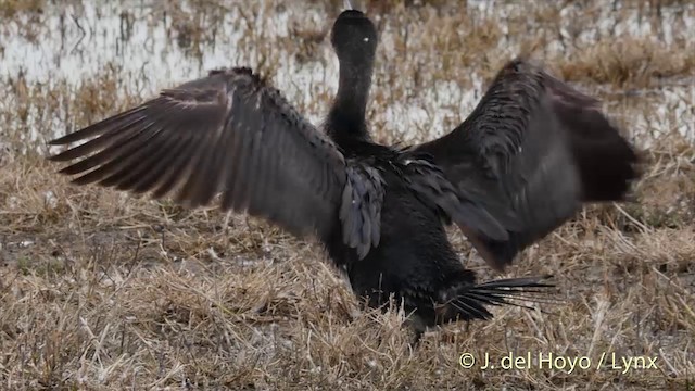 Cormorán Grande (euroasiático) - ML201420121