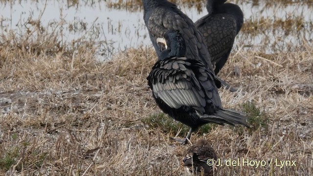 Cormorán Grande (euroasiático) - ML201420141