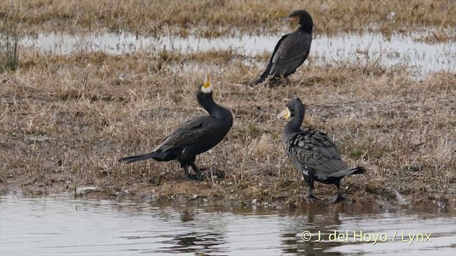 Cormorán Grande (euroasiático) - ML201420191