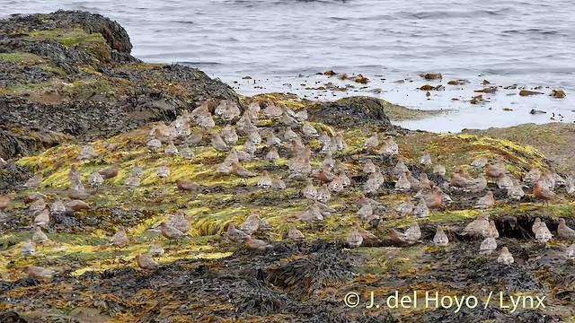 Red Knot - ML201420231