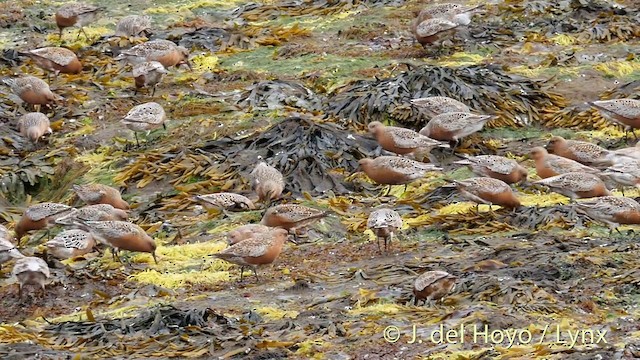 Red Knot - ML201420241