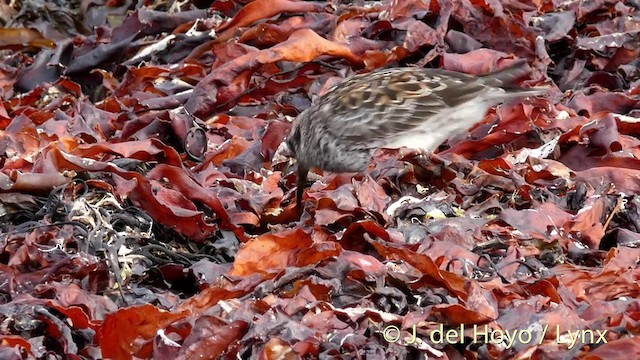 Purple Sandpiper - ML201420271