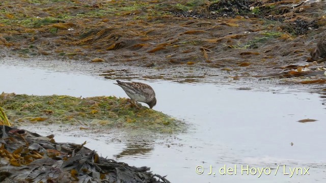 Purple Sandpiper - ML201420301