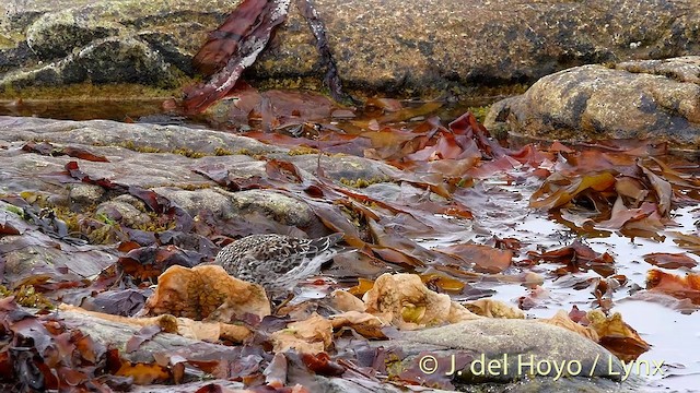 Purple Sandpiper - ML201420311