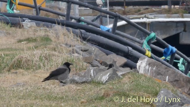 Hooded Crow (Hooded) - ML201420321