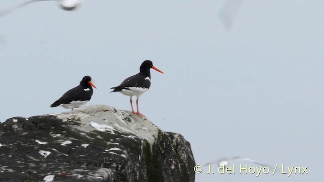 Eurasian Oystercatcher (Western) - ML201420331