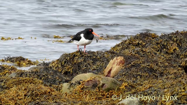 Eurasian Oystercatcher (Western) - ML201420341