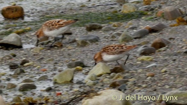 Little Stint - ML201420351