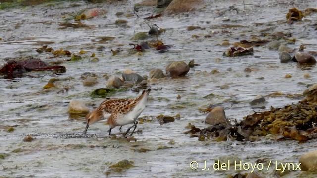 Little Stint - ML201420361