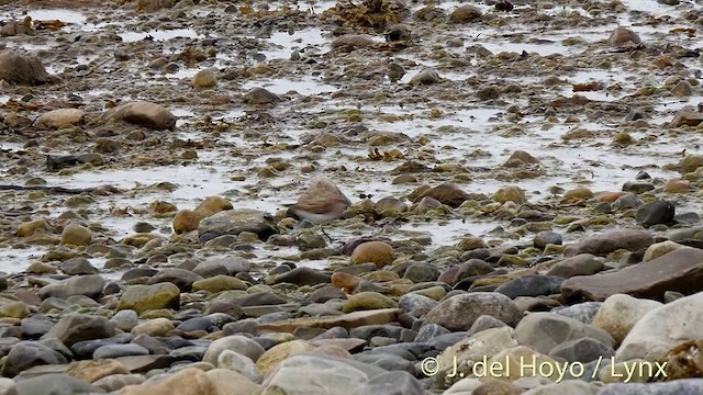 Little Stint - ML201420371