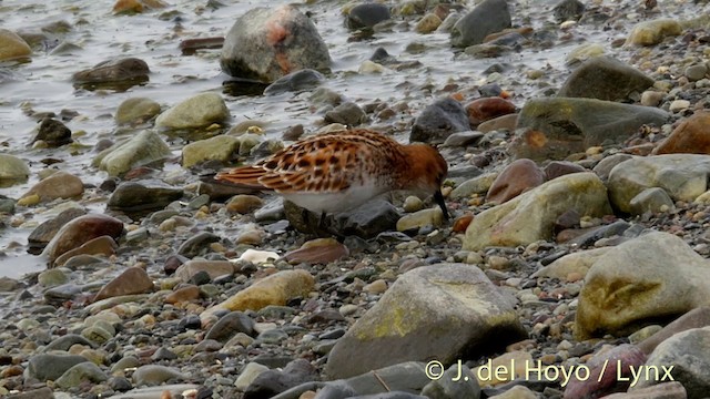 Little Stint - ML201420381