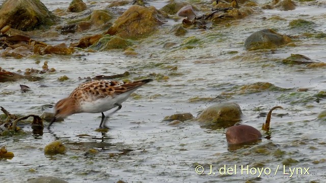 Correlimos Menudo - ML201420391