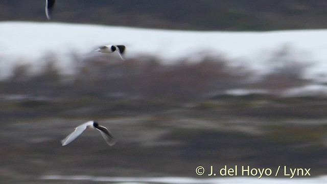 Gaviota Enana - ML201420441