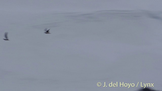 Little Gull - ML201420451