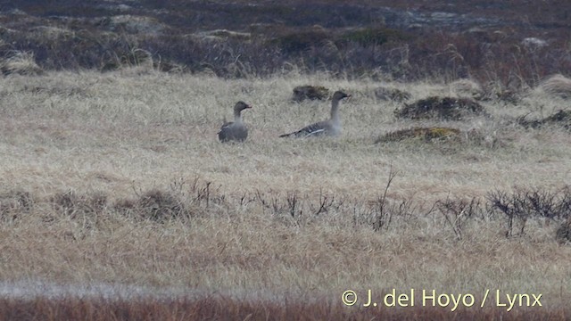 Taigako antzara hankahoria - ML201420461