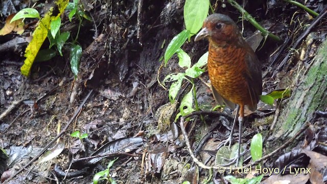 Giant Antpitta - ML201420651