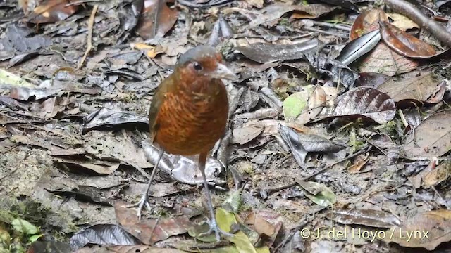 Giant Antpitta - ML201420661