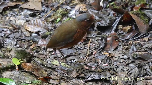 Giant Antpitta - ML201420671