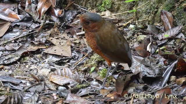 Giant Antpitta - ML201420681