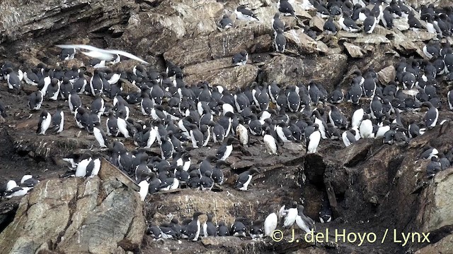 Common Murre - ML201420691