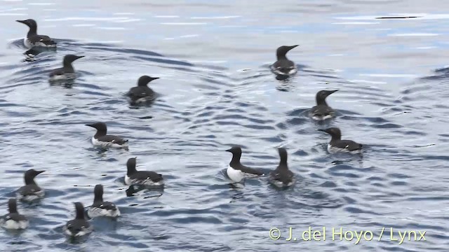 Common Murre - ML201420701