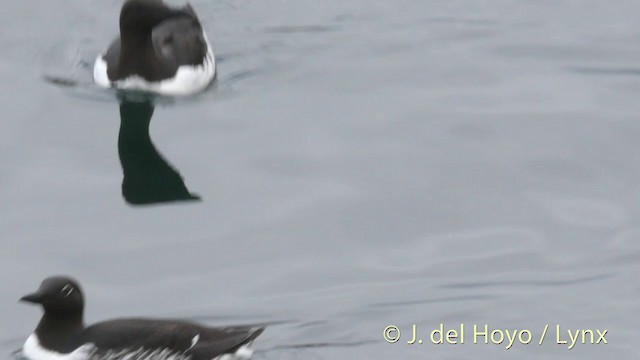 Common Murre - ML201420711