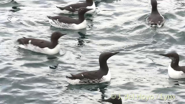 Common Murre - ML201420721