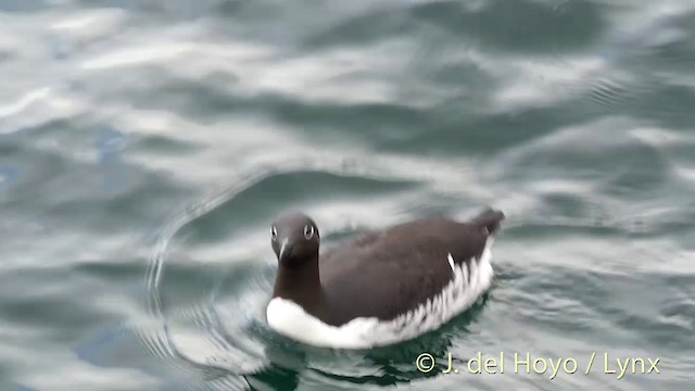 Common Murre - ML201420731