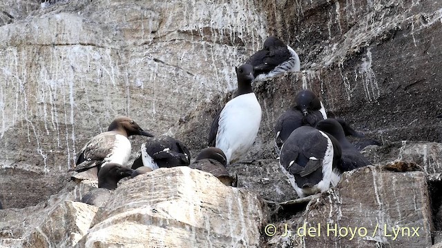 Common Murre - ML201420741