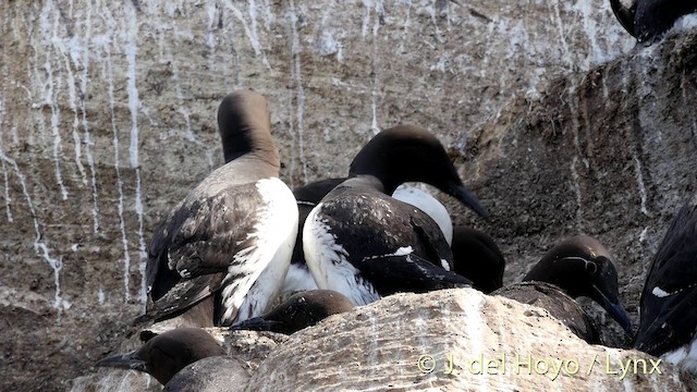 Common Murre - ML201420751