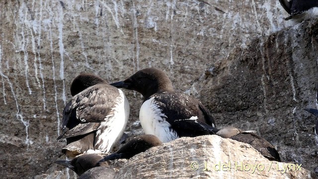 Common Murre - ML201420761