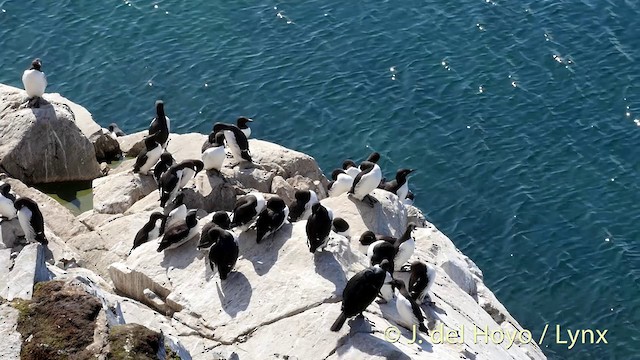 Common Murre - ML201420781