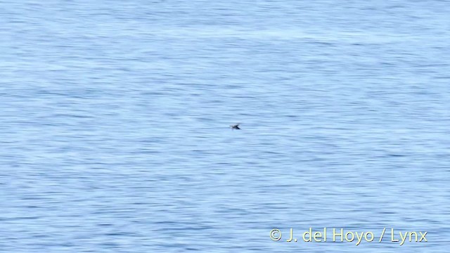 Common Murre - ML201420791